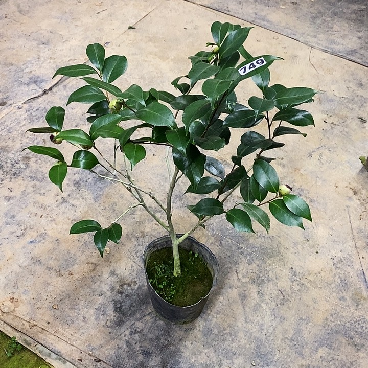 云斑。   茶花。      749。