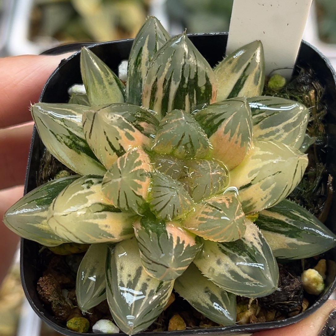 79龙爪玉露锦福利专场