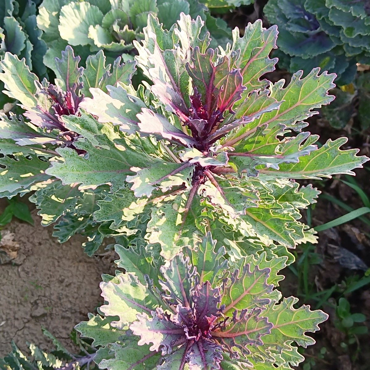 多年生木本植物羽衣甘蓝以直播间为准