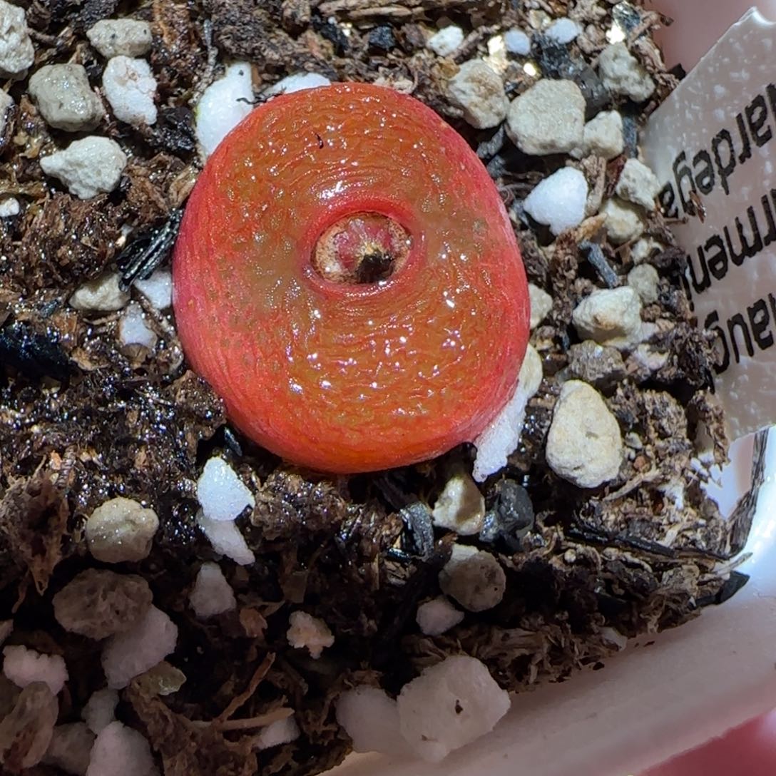 肉锥多肉植物百科-水蜜桃383