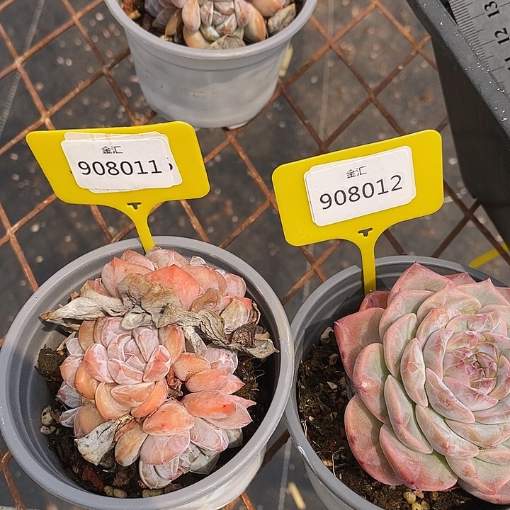 ᴥ****?福利多多。908011。908012