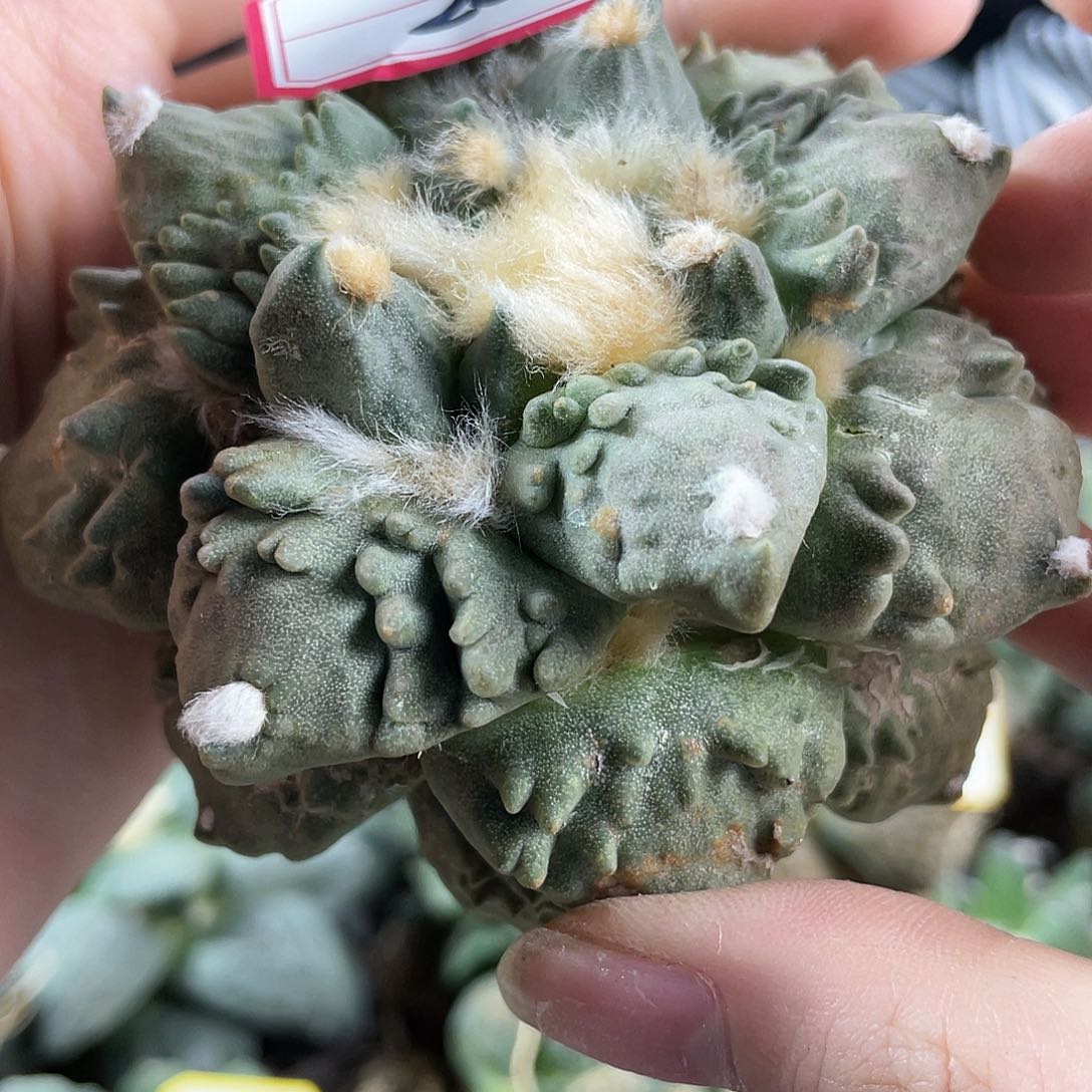 20号自根龙牙炸尤怒涛9cm