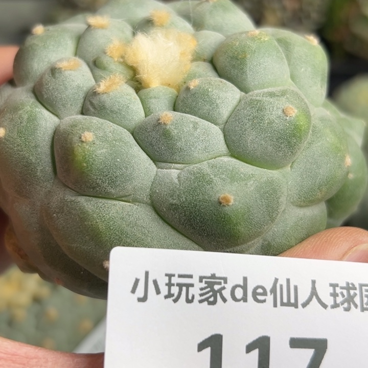 117可发货 可帮发根