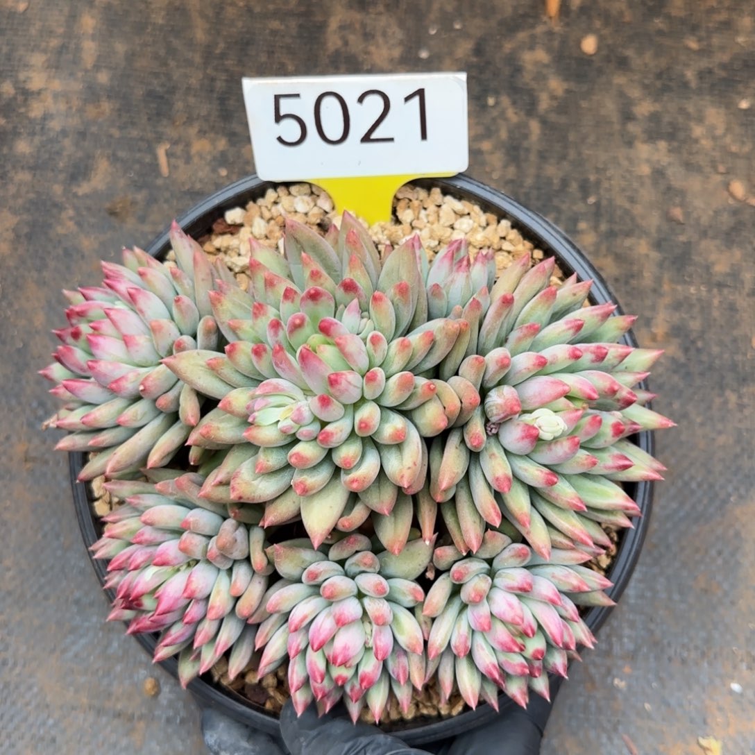 二代鱼。  5021号。    