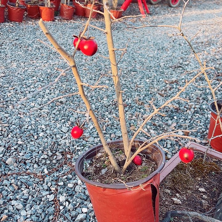 时***…无花朵哈哈哈哈哈哈