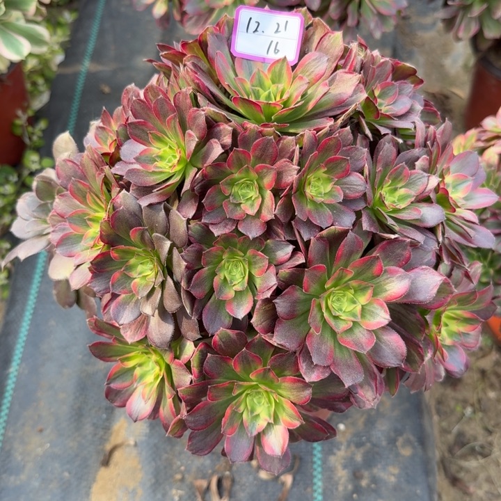 鑫***³安娜多肉植物绿植16