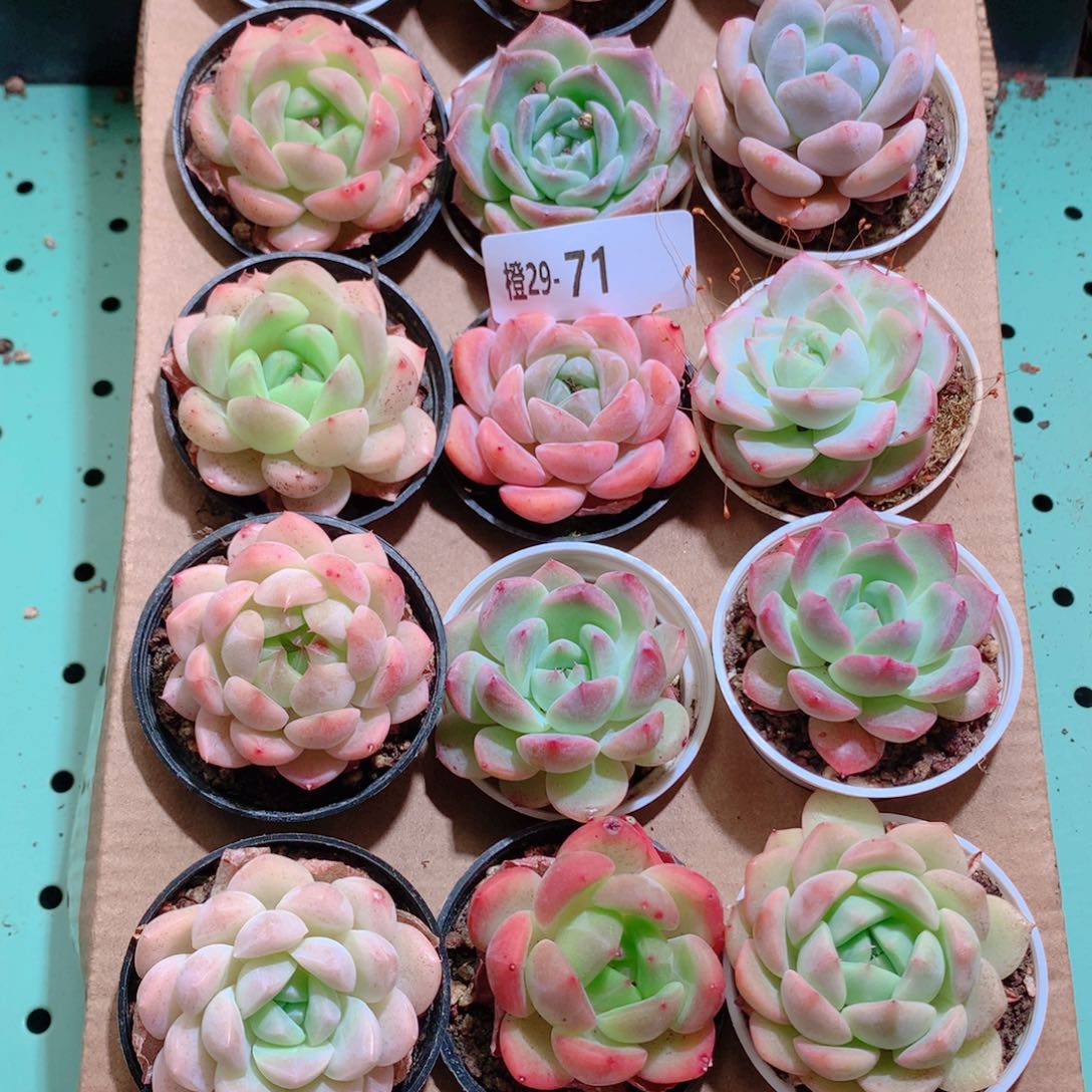 29-71一物一拍带盆18颗