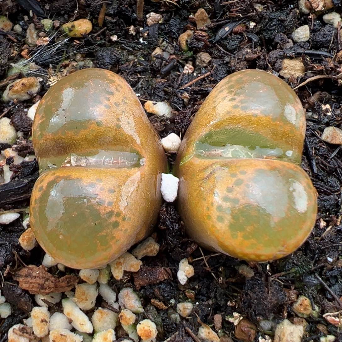 2.2好看的多肉148