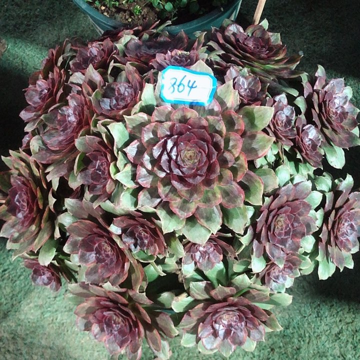 864红丝绒多肉法师