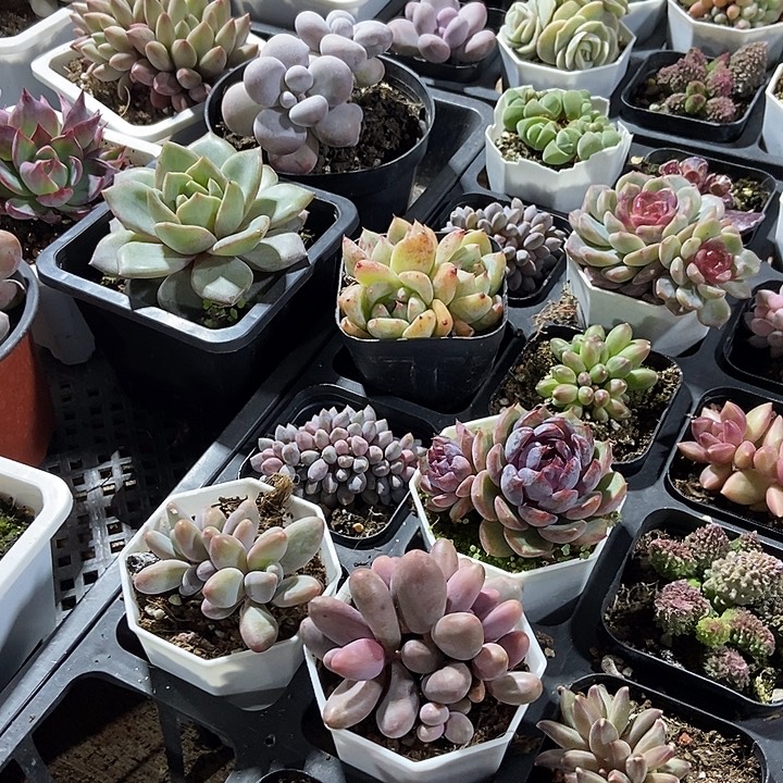 多肉植物保温箱多肉