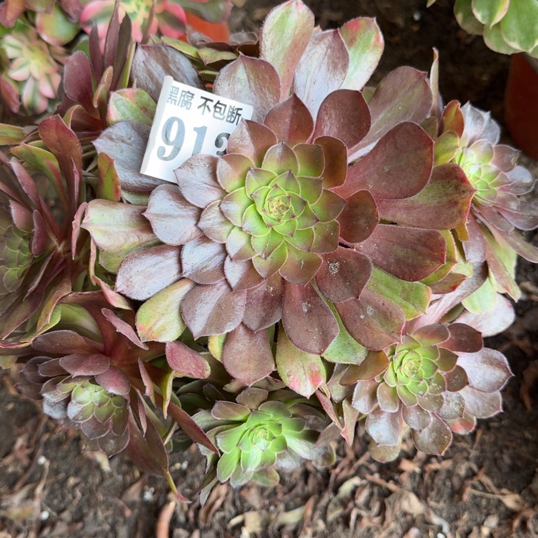 法师万七彩无售后3913 19-50