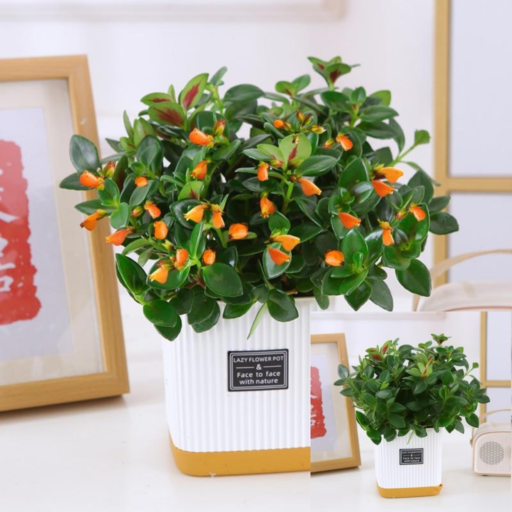 F亏品福利新人专属高档金鱼吊兰花耐寒耐热植物室内阳台客厅花卉