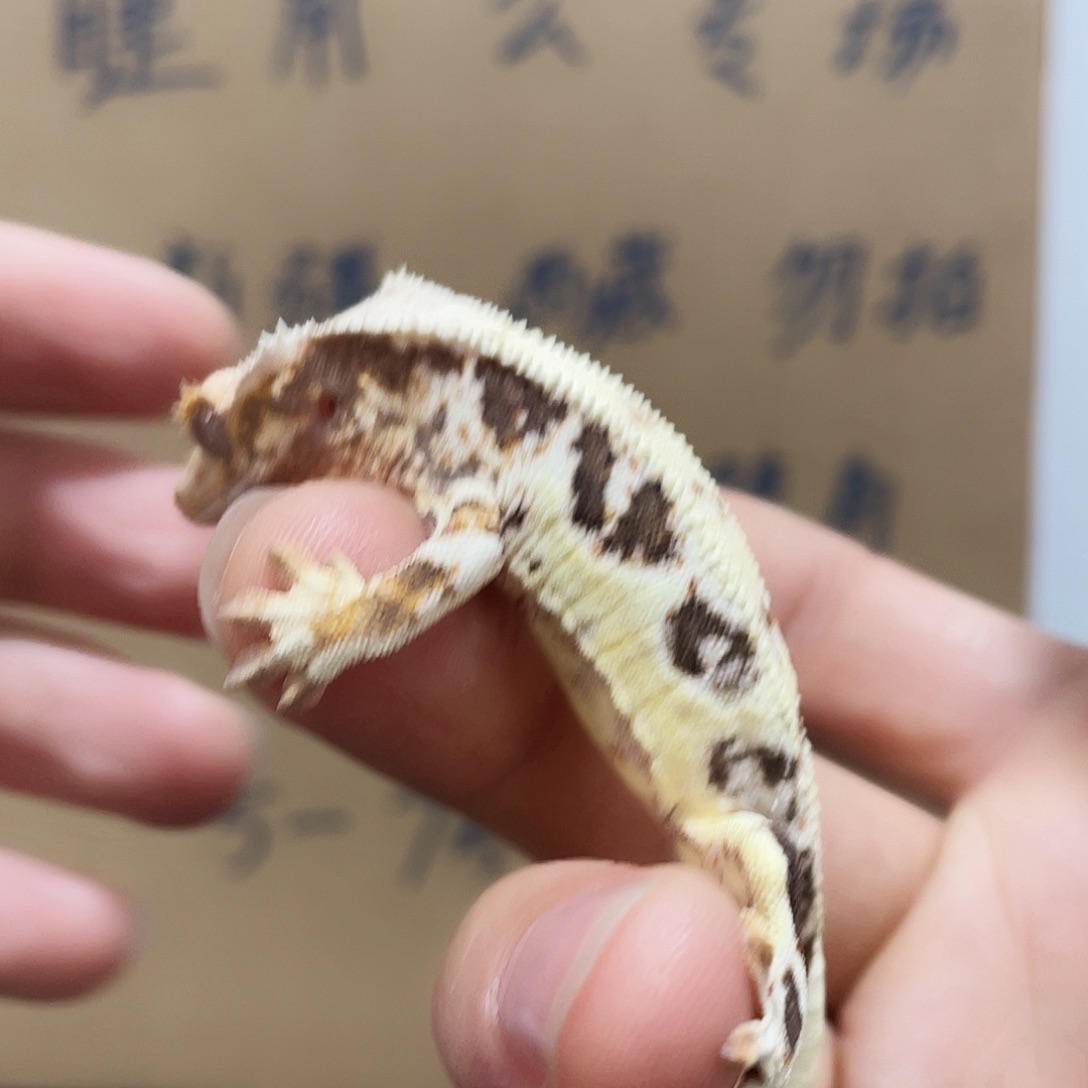 睫角守宫2025124（130）莉莉