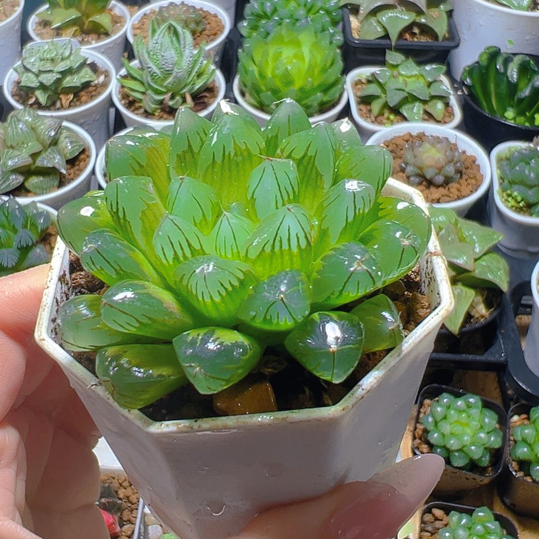 红丝玉露多肉多肉多肉一颗