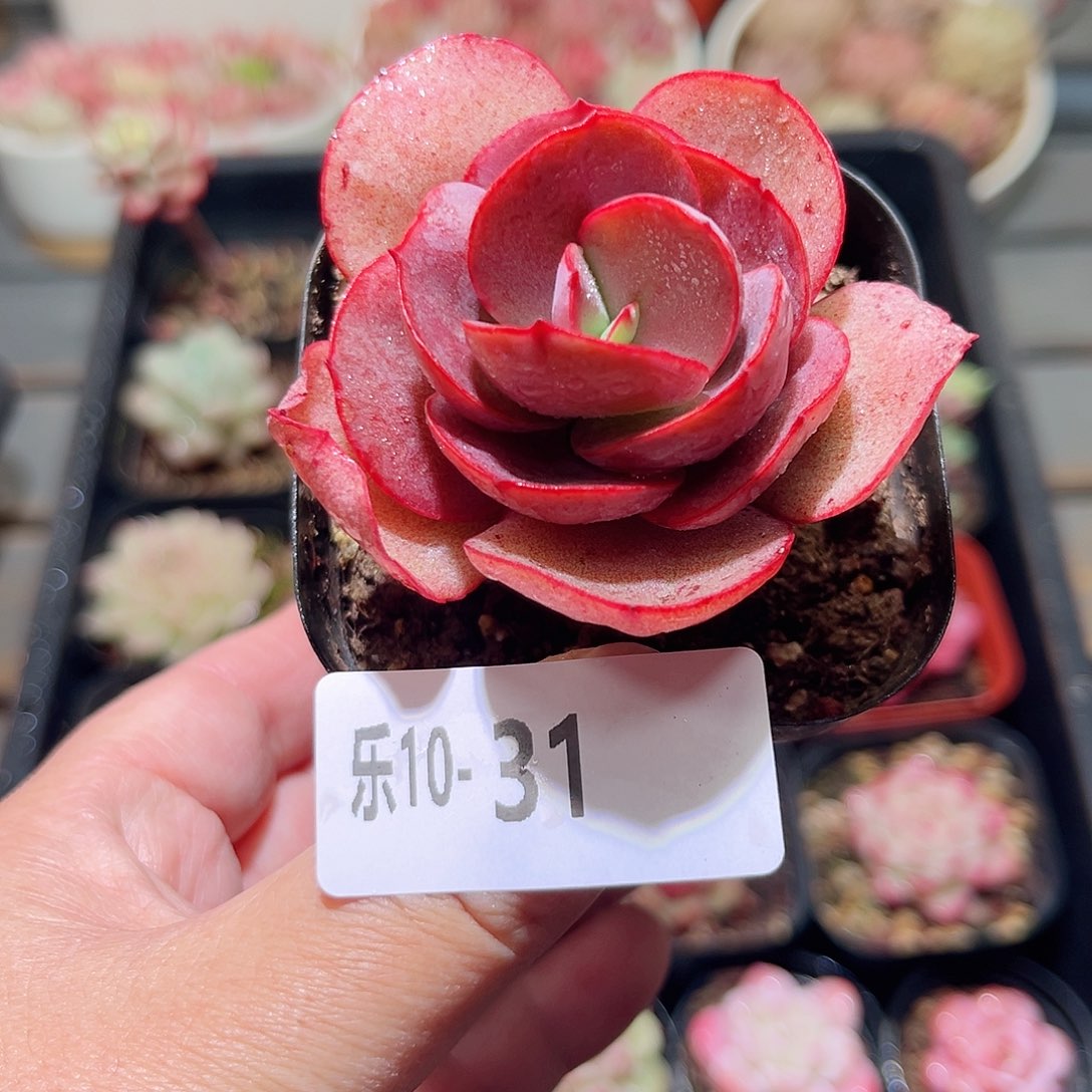 乐10-31 初吻单头 