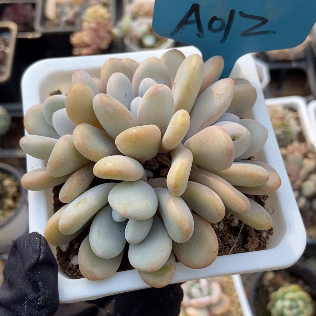 012粉兔多肉植物保护