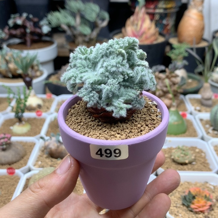 羽叶杨葵母本带盆499