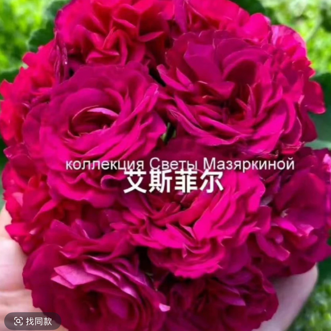 [艾斯菲尔] 直立天竺葵