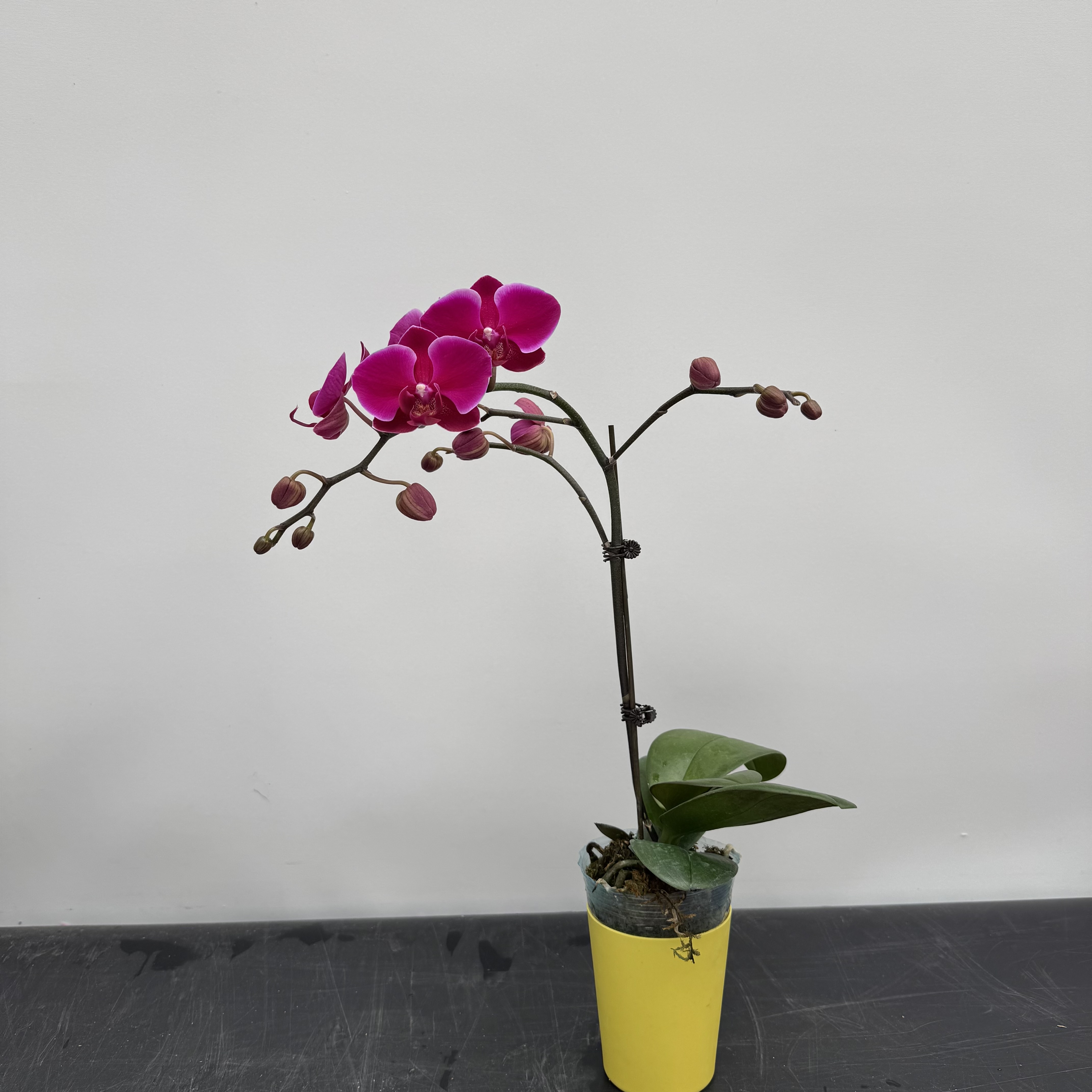 【香山】蝴蝶兰 3.0寸杯 有花带花苞 室内前台喜事乔迁送礼(XM专属）