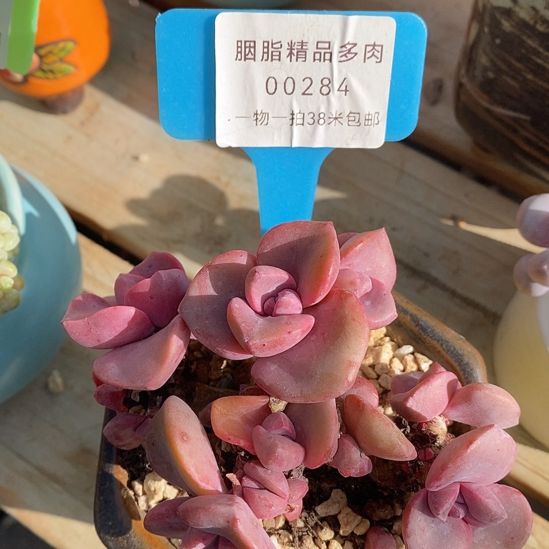 00284册米璐璐了咯