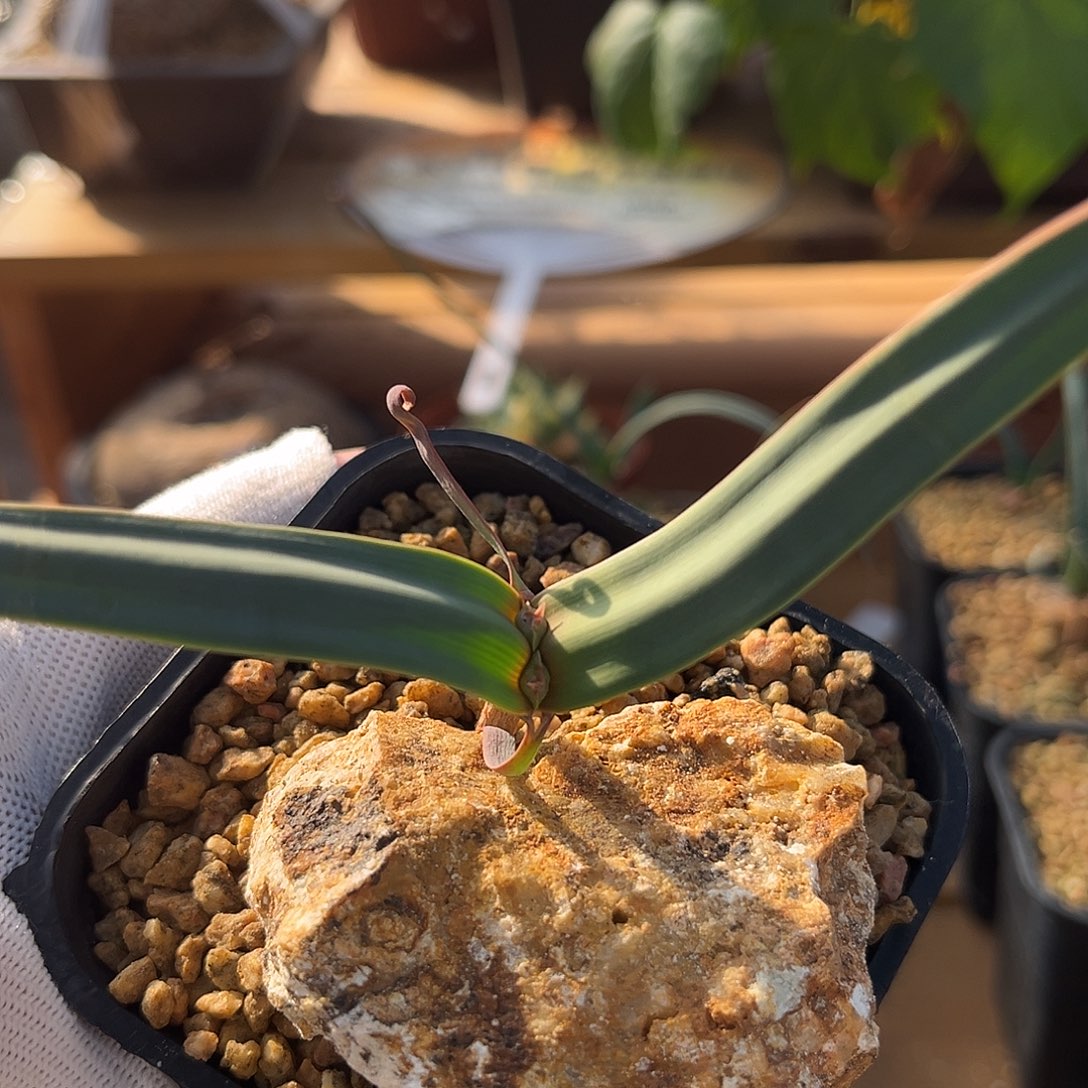 汤圆植物10百岁兰好看