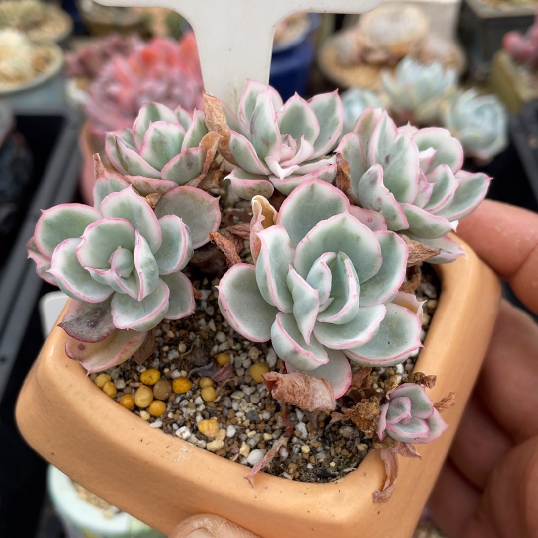 0580伯克利锦不带盆9厘米有砍