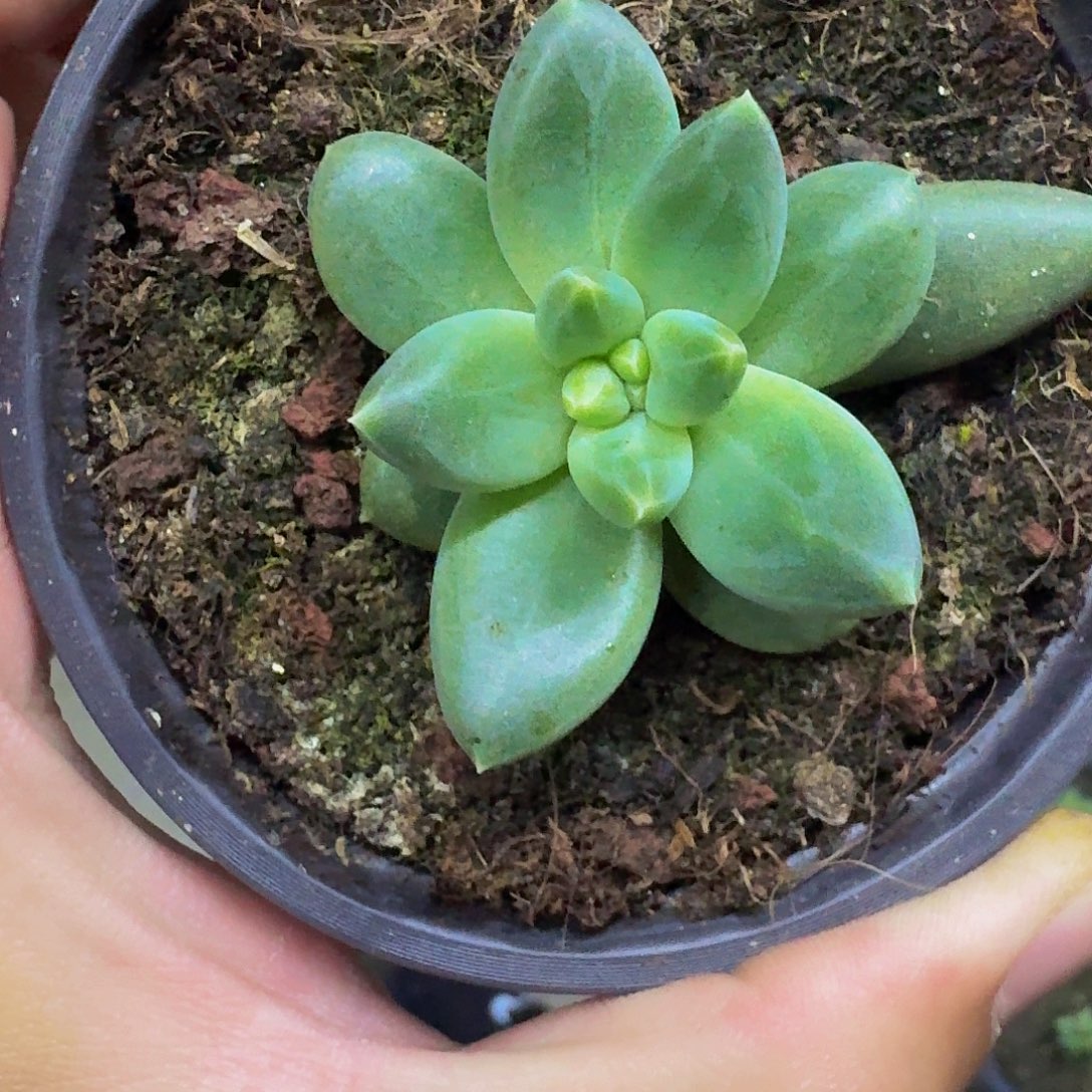 TTN 叶插 一物一拍