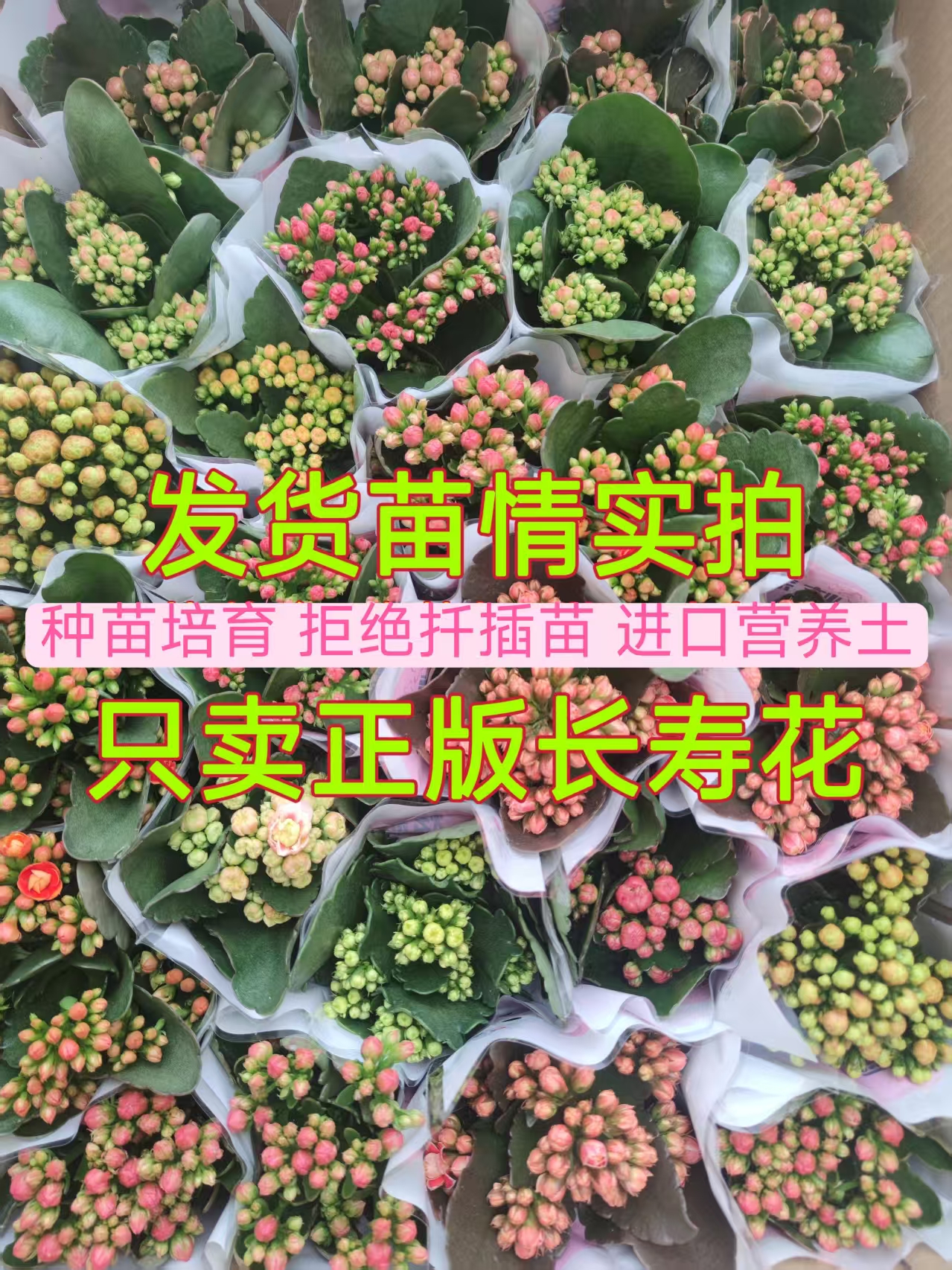 【新品80盆】重瓣长寿花盆栽带花苞耐热耐寒室内四季花卉绿植盆栽