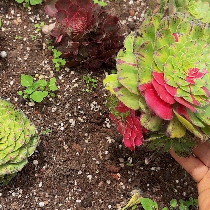 多肉植物知否855个