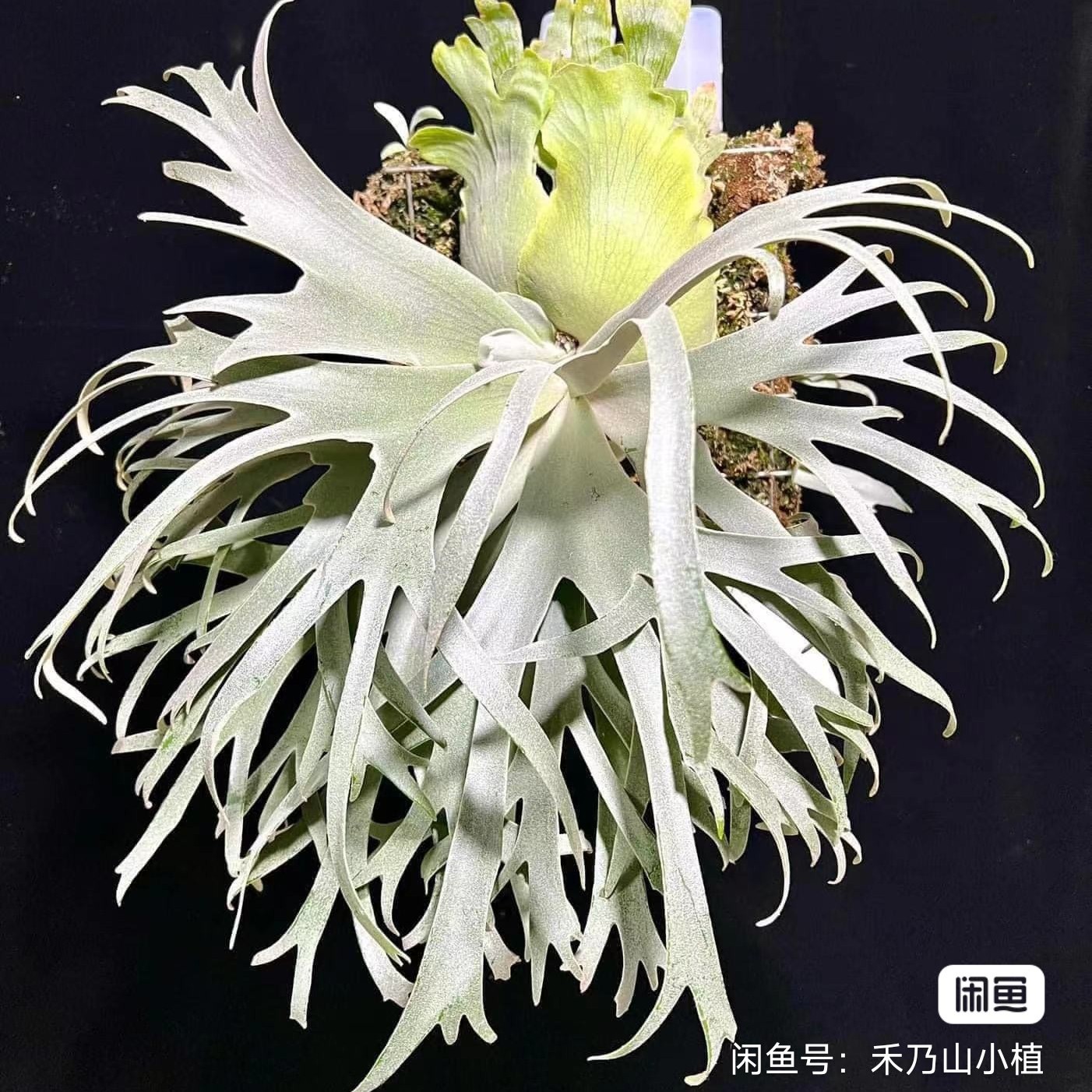 雪月侧芽  中小体 台湾省版雪月