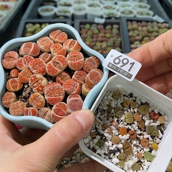 大舅生石花肉锥多肉691