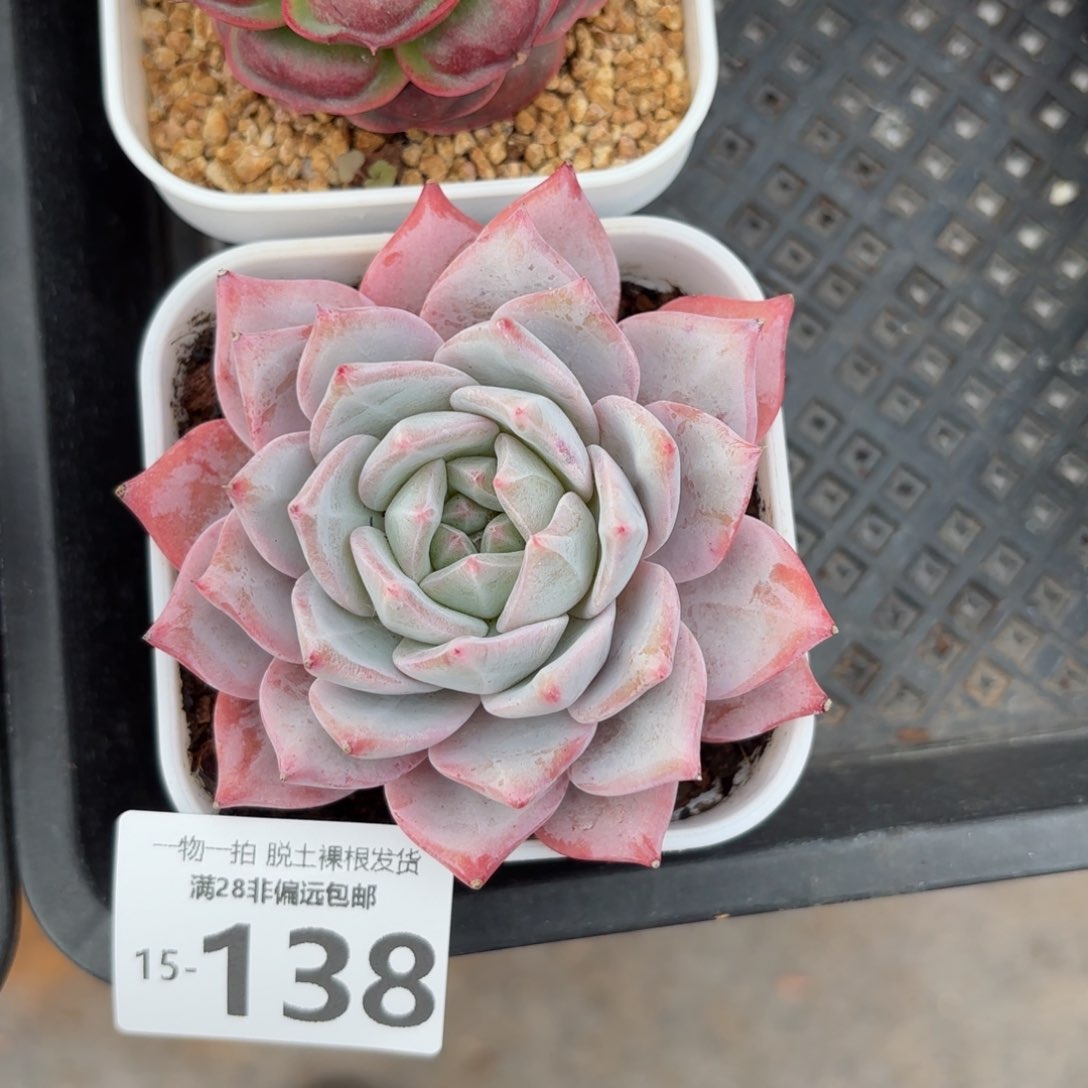 粉蓝鸟老桩多肉多肉