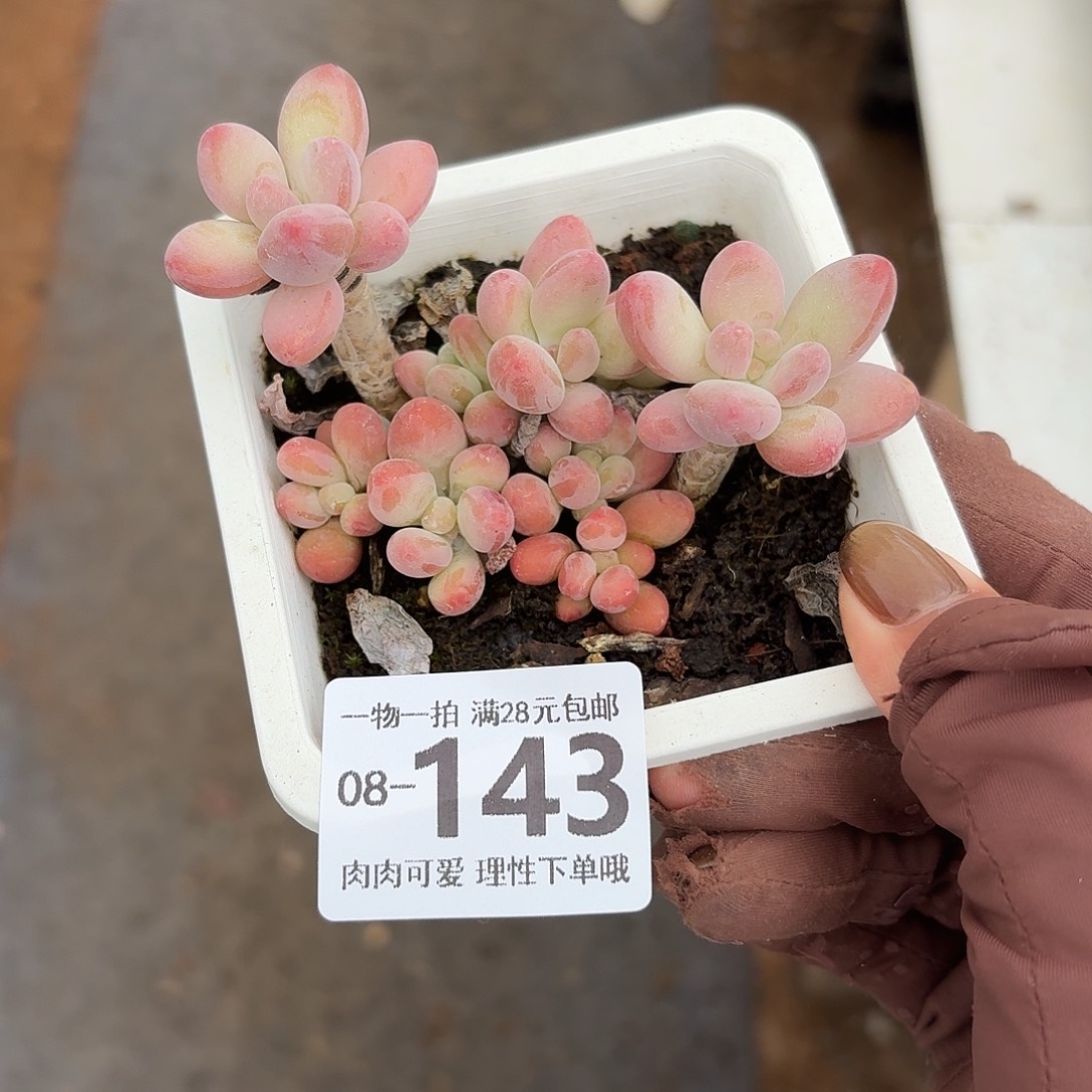 樱花奶多肉无盆土发货无盆