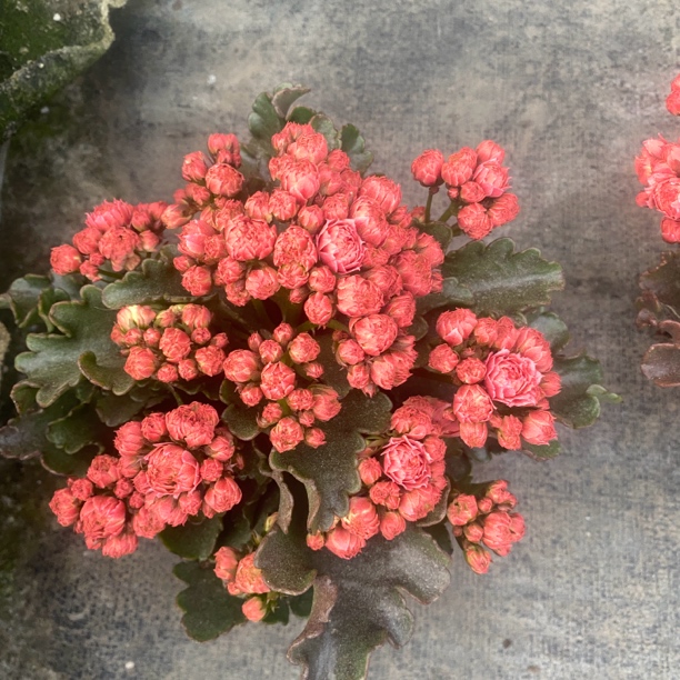 蕾丝花神长寿室内盆栽