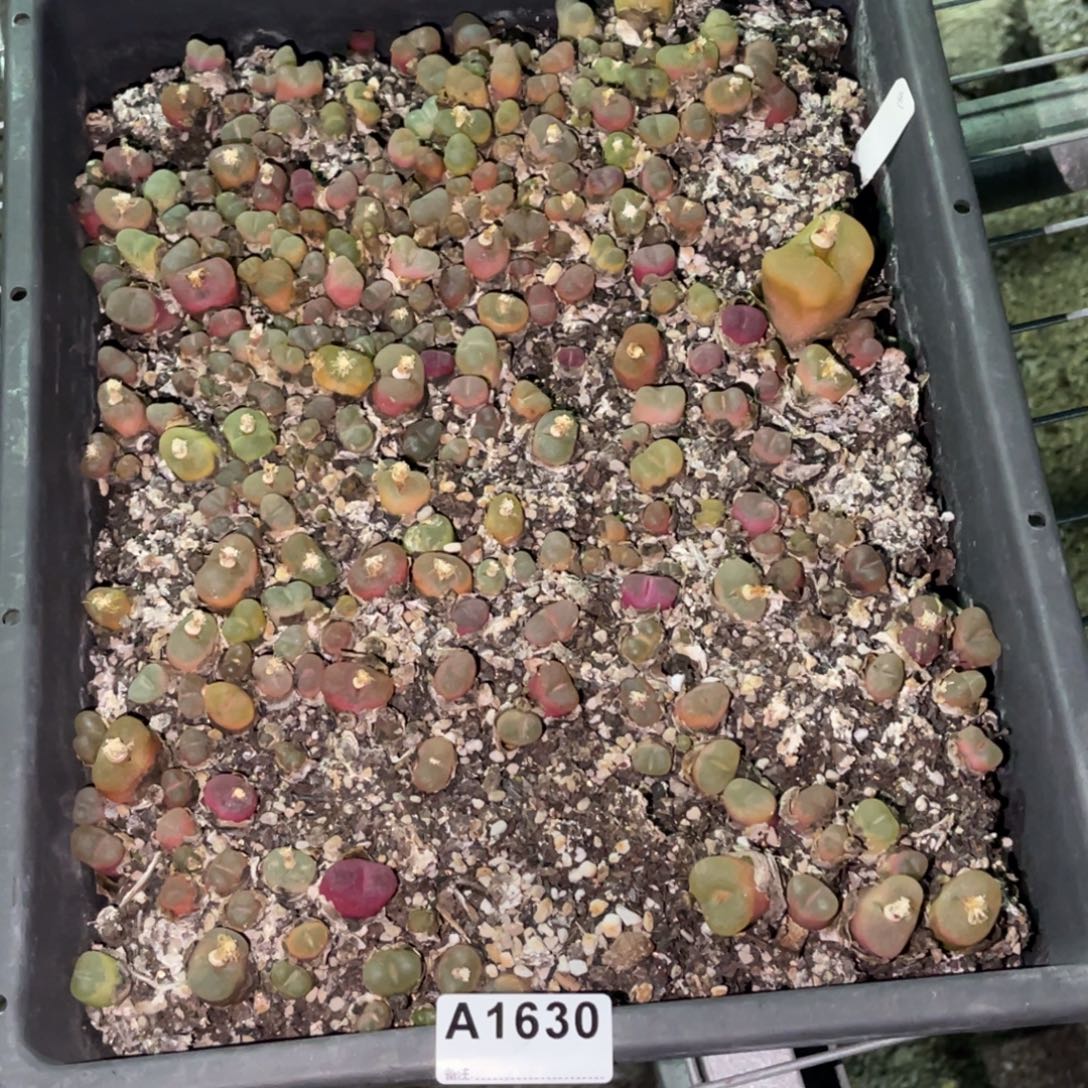 小***呀1630福利筐1不售后