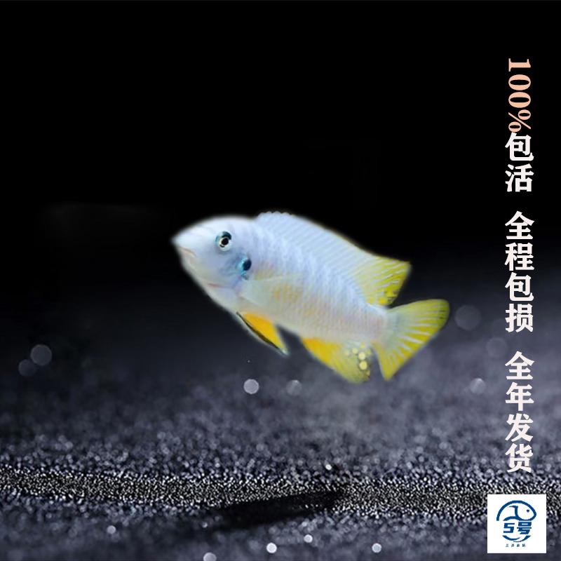 三湖慈鲷岩栖类鱼苗     满百包邮
