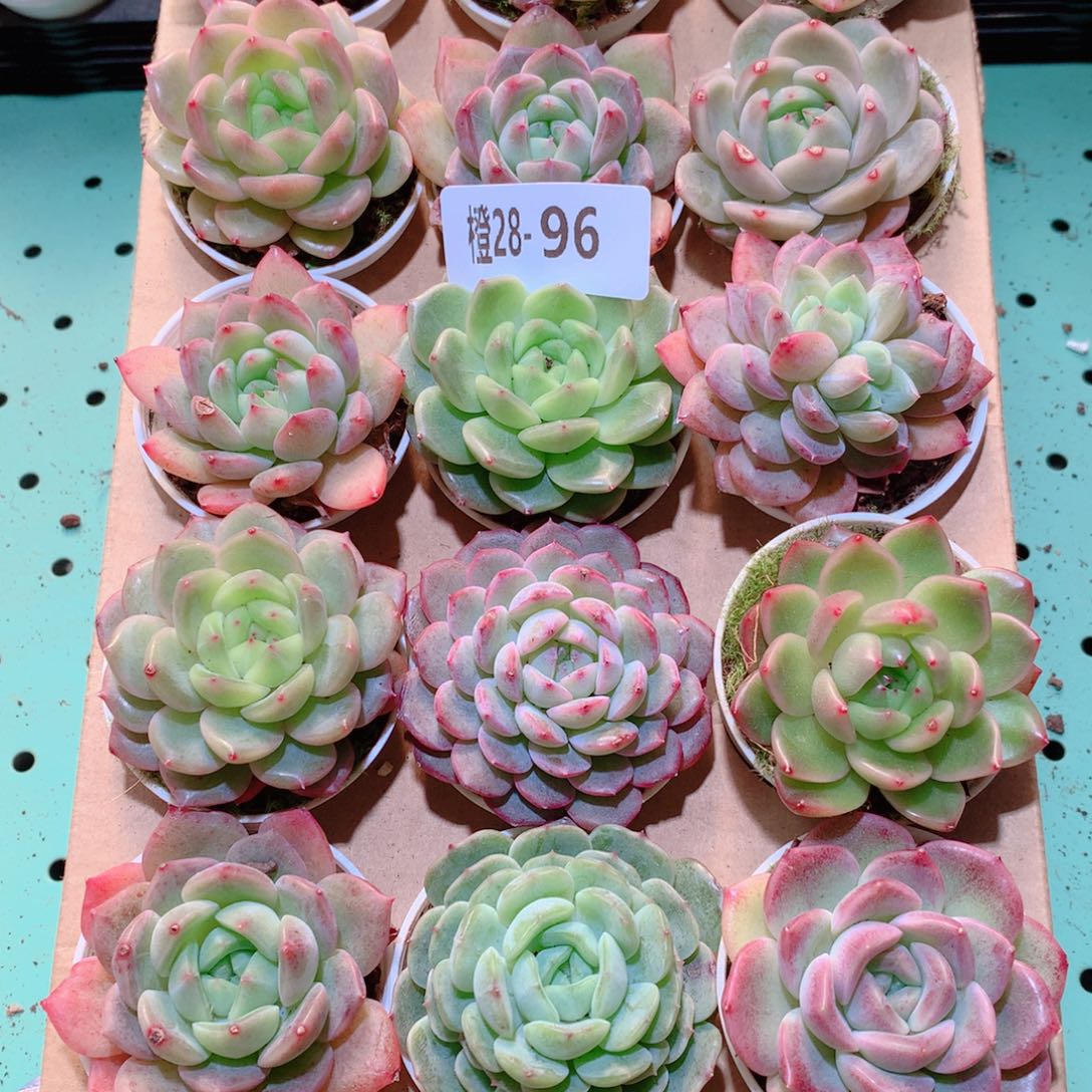 28-96一物一拍多肉带盆18颗