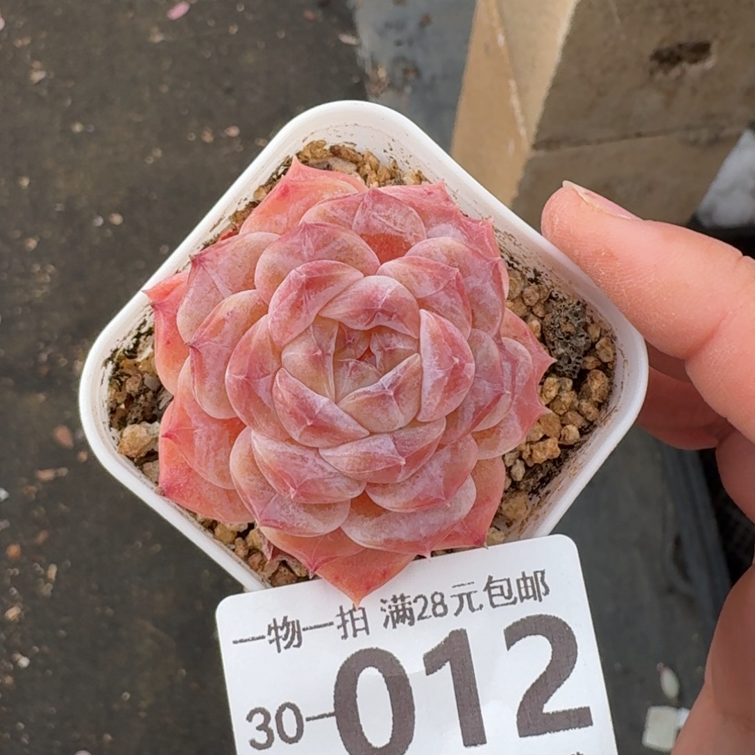 厚叶冰魄无盆土发货