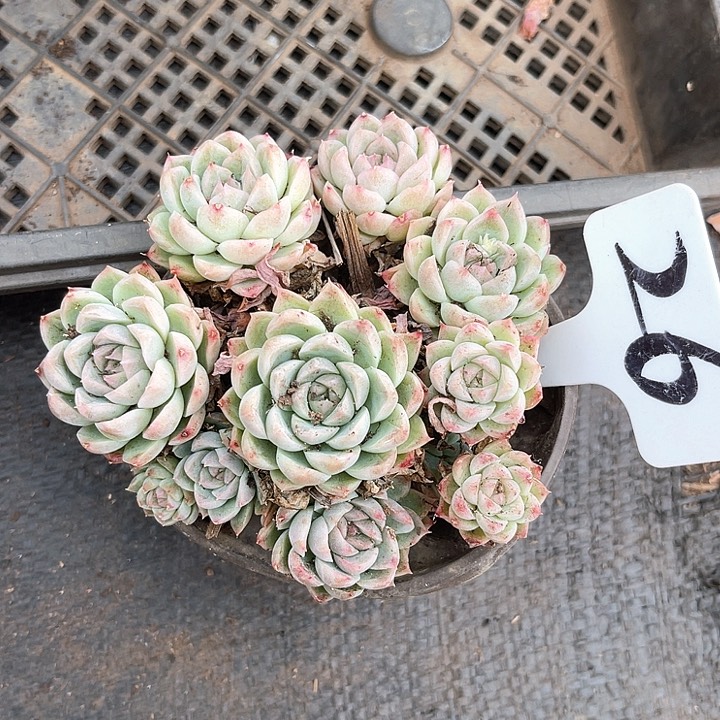 晨语多肉，一物一拍，月影杂