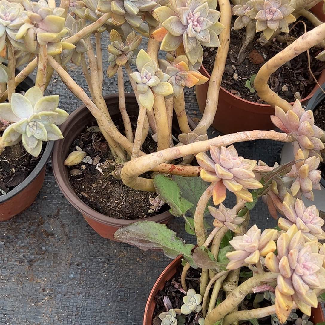 多肉植物阿伦培三颗