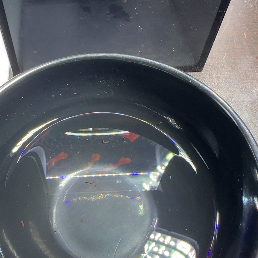 孔雀鱼火烧云飞船一对