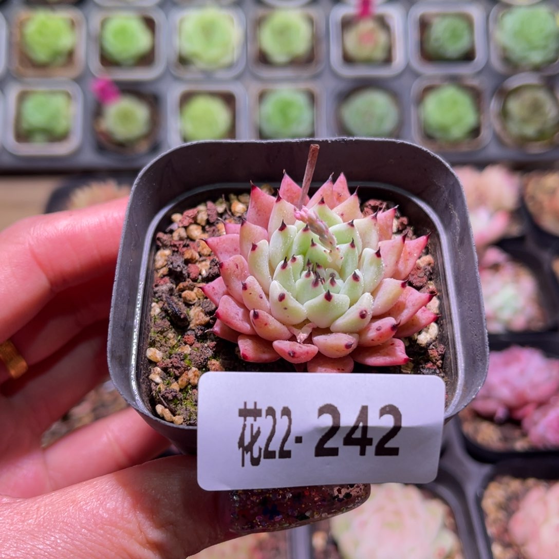 花利美22-242原始绿爪