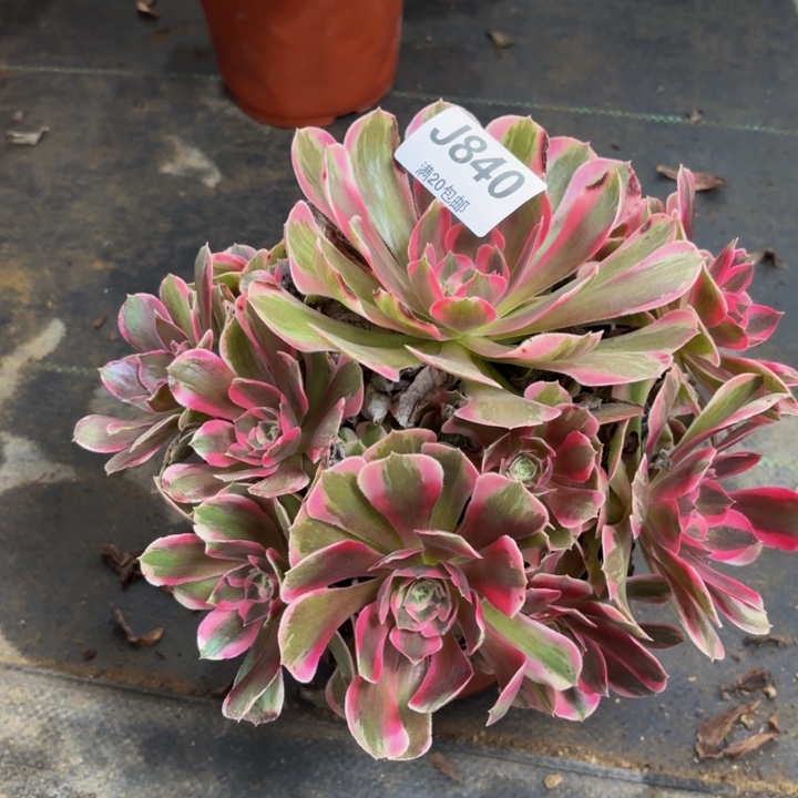 瑞妈多肉园艺840女郎，