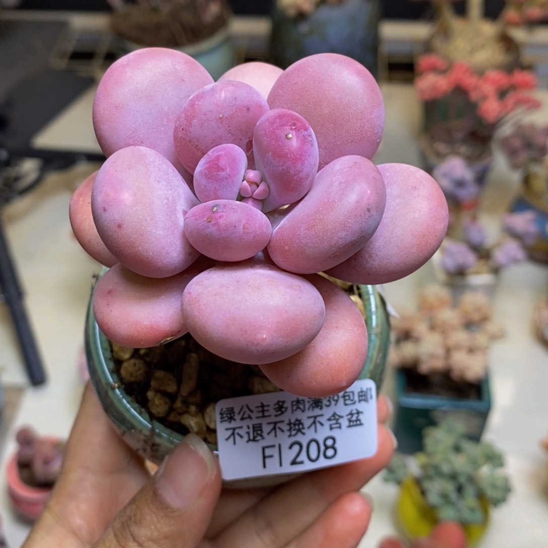 208彩虹奶多肉5cm