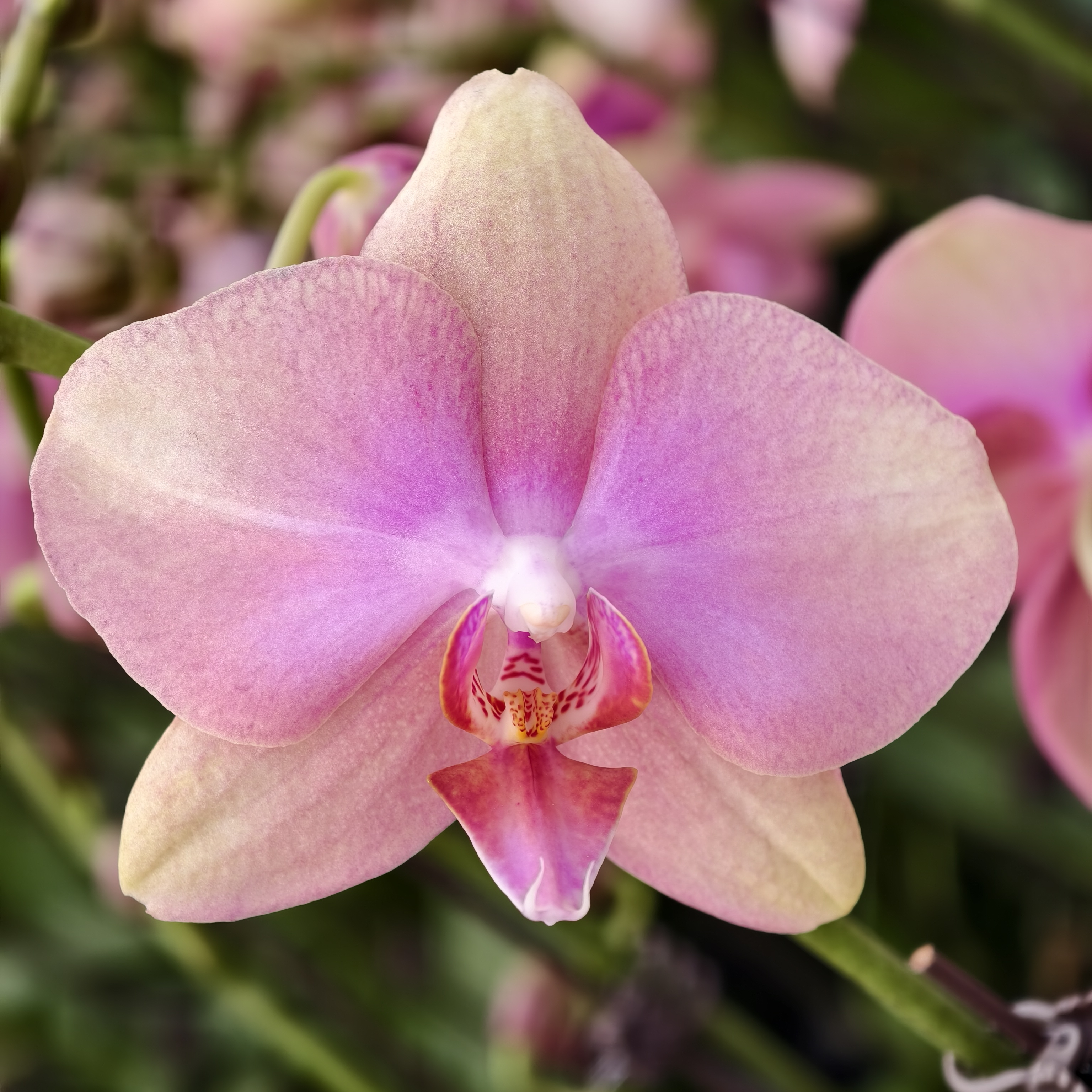 蝴蝶兰【梵高】油画颜色高级耐看 2.8寸杯 带花带花苞 基地直发