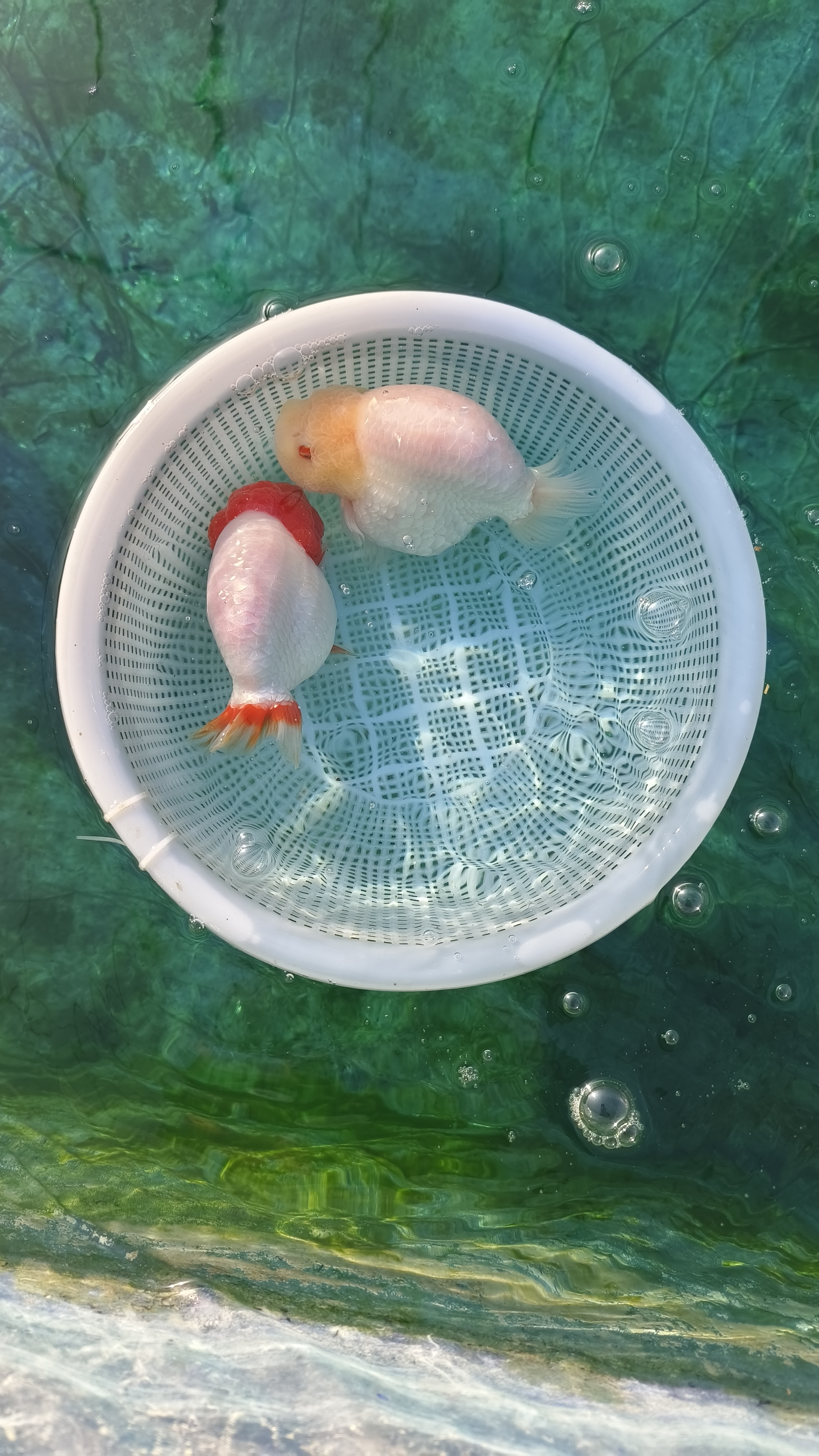 兰寿观赏鱼，冷水鱼