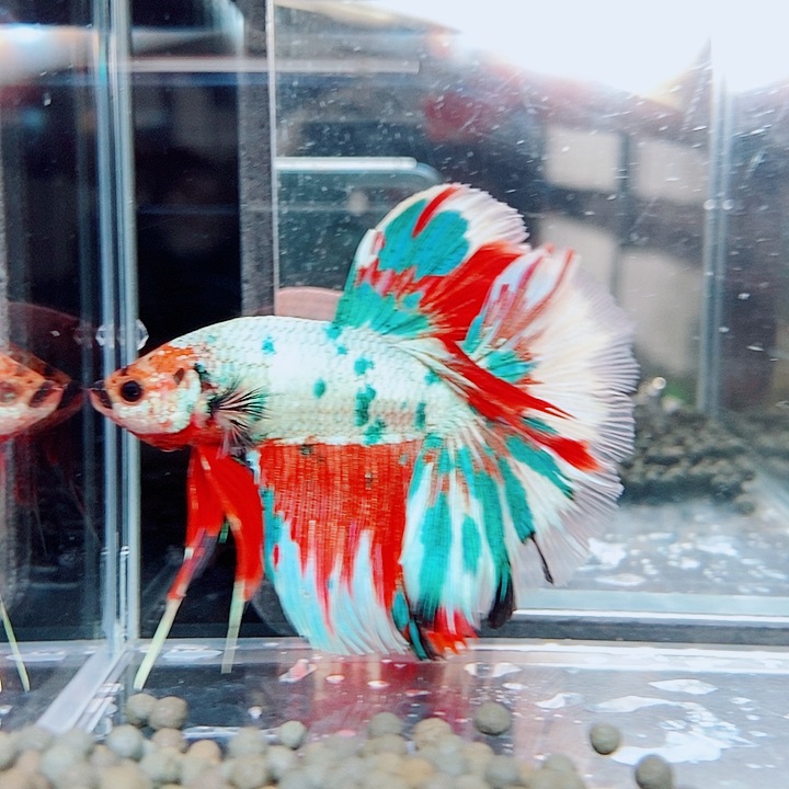 斗鱼黑136号巨有否半月