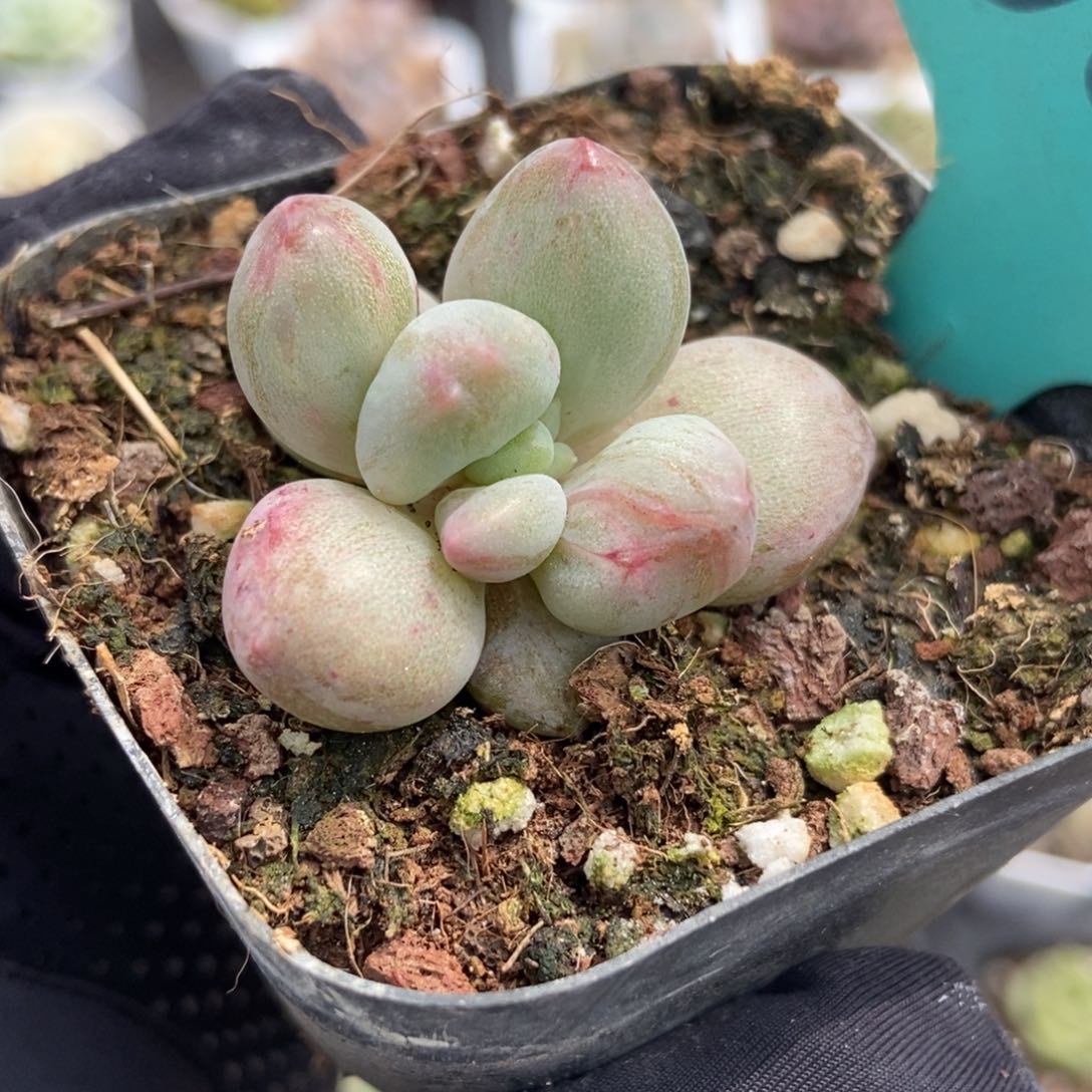 609车厘子石化多肉植物保护