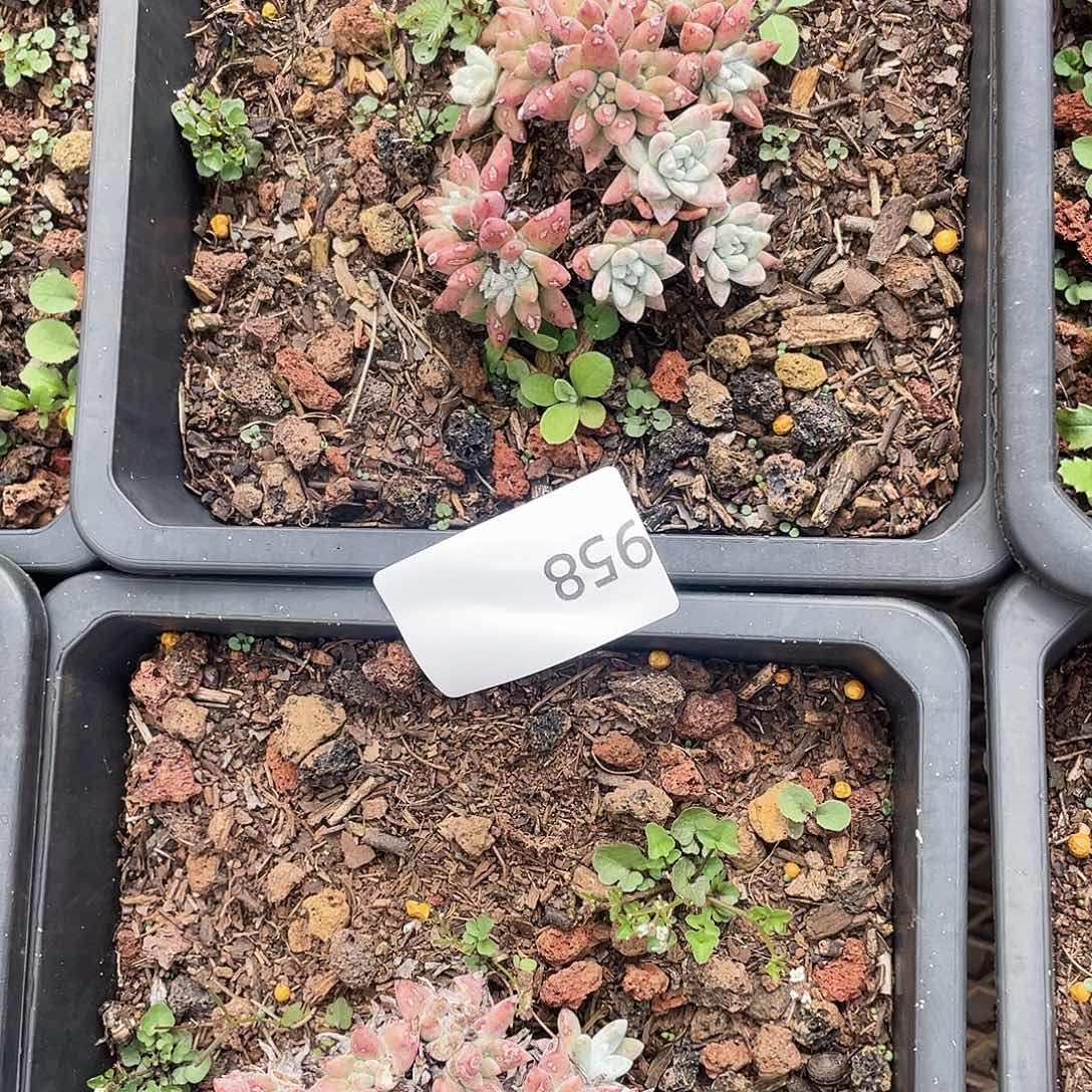两个各诺马老桩958