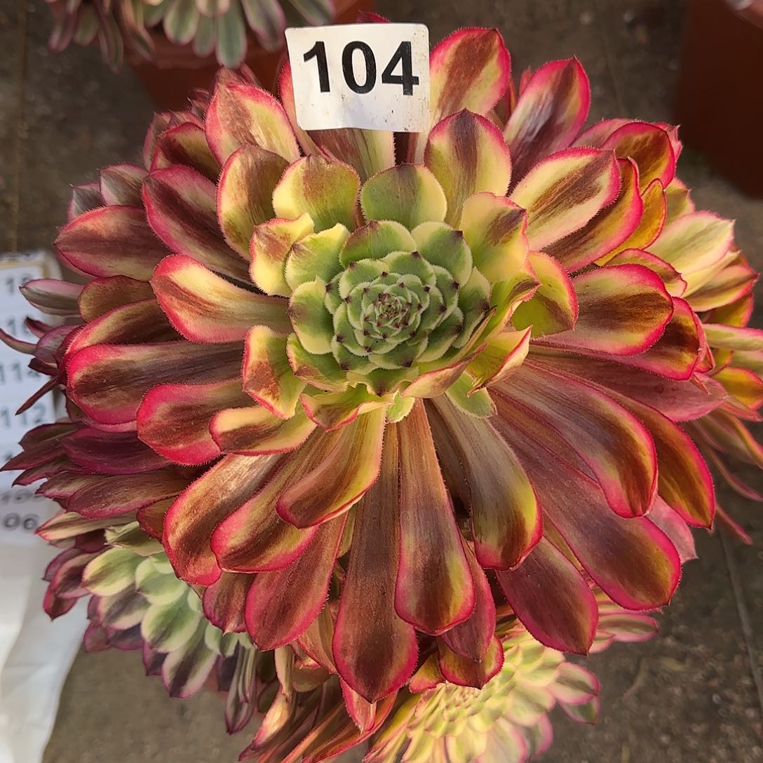 多肉植物琉璃104